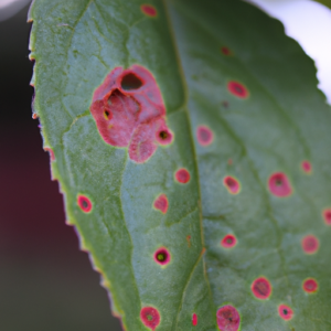 A close-up of a green leaf with a few red spots, representing acne.